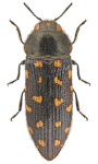 Acmaeodera octodecimguttata Acmaeodera octodecimguttata