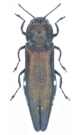 Agrilus biguttatus Agrilus biguttatus