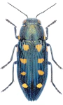 Buprestis octoguttata Buprestis octoguttata