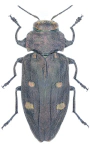 Chrysobothris affinis Chrysobothris affinis