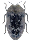 Trachys minutus Trachys minutus