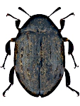 Byrrhus pilula Byrrhus pilula