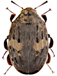 Byrrhus pustulatus Byrrhus pustulatus