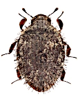 Curimopsis austriaca Curimopsis austriaca