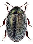 Morychus aeneus Morychus aeneus
