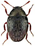 Simplocaria semistriata Simplocaria semistriata