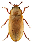 Byturus ochraceus Byturus ochraceus
