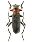 Cantharis fusca Cantharis fusca