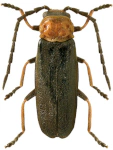 Crudosilis ruficollis Crudosilis ruficollis