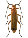 Rhagonycha fulva Rhagonycha fulva