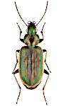 Agonum marginatum Agonum marginatum