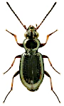 Bembidion lampros Bembidion lampros