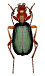 Brachinus crepitans Brachinus crepitans