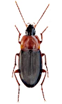 Calathus melanocephalus Calathus melanocephalus