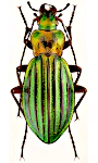 Carabus auronitens Carabus auronitens