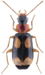 Dromius quadrimaculatus Dromius quadrimaculatus