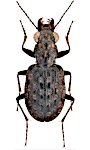 Elaphrus cupreus Elaphrus cupreus