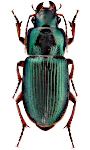 Harpalus affinis Harpalus affinis