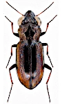 Notiophilus biguttatus Notiophilus biguttatus
