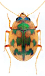 Omophron limbatum Omophron limbatum