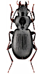 Pterostichus rufitarsis Pterostichus rufitarsis