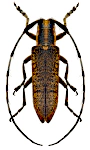 Agapanthia villosoviridescens Agapanthia villosoviridescens
