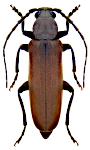 Arhopalus rusticus Arhopalus rusticus