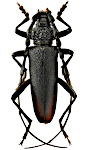 Cerambyx cerdo Cerambyx cerdo