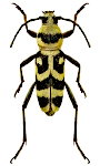 Chlorophorus varius Chlorophorus varius
