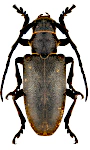 Lamia textor Lamia textor