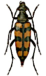 Leptura quadrifasciata Leptura quadrifasciata