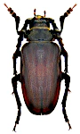 Prionus coriarius Prionus coriarius
