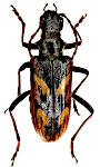 Rhagium bifasciatum Rhagium bifasciatum