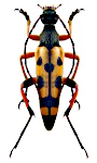 Rutpela maculata Rutpela maculata