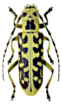 Saperda scalaris Saperda scalaris