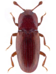 Cerylon ferrugineum Cerylon ferrugineum