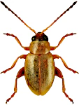 Aphthona pallida Aphthona pallida