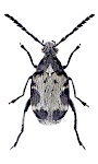 Bruchidius marginalis Bruchidius marginalis