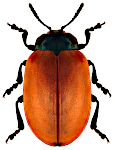 Chrysomela populi Chrysomela populi