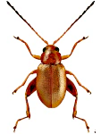 Longitarsus ferrugineus Longitarsus ferrugineus