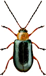 Luperus viridipennis Luperus viridipennis
