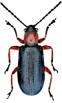 Oulema melanopus Oulema melanopus