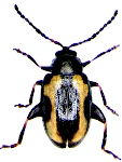 Phyllotreta striolata Phyllotreta striolata