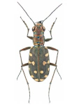 Calomera littoralis Calomera littoralis