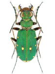 Cicindela campestris Cicindela campestris