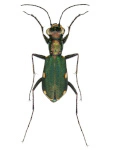 Cylindera germanica Cylindera germanica