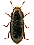 Orthocis alni Orthocis alni
