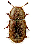 Ropalodontus perforatus Ropalodontus perforatus