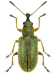 Cimberis attelaboides Cimberis attelaboides