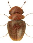Calyptomerus dubius Calyptomerus dubius